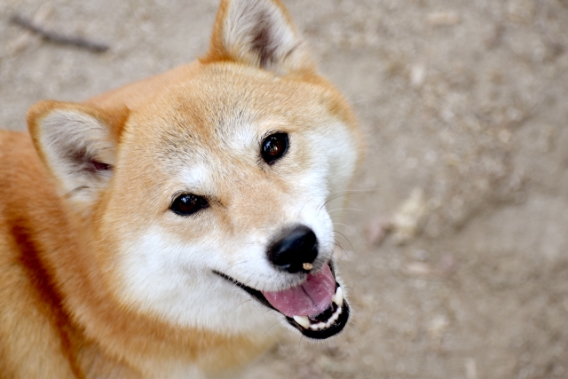 柴犬ってどんな犬種？