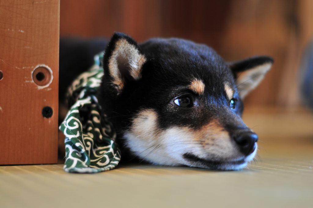 柴犬の買い方ポイント