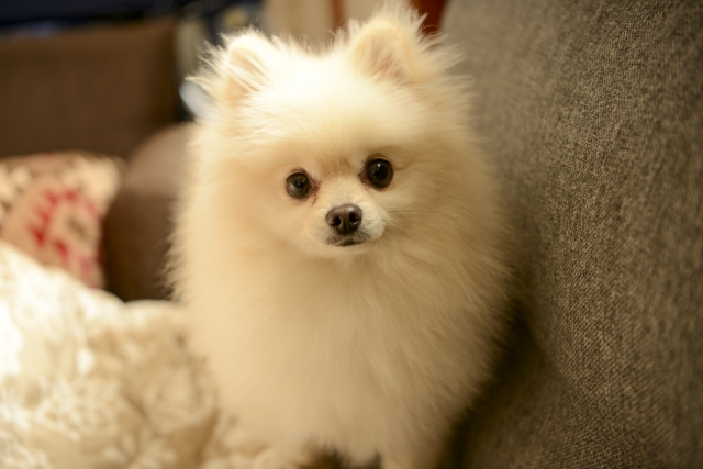 初心者さん向け ポメラニアンの飼い方をペットショップ店長が徹底解説