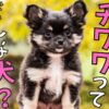 【初心者専用】チワワの初めての飼い方をペットショップ店長が徹底解説！