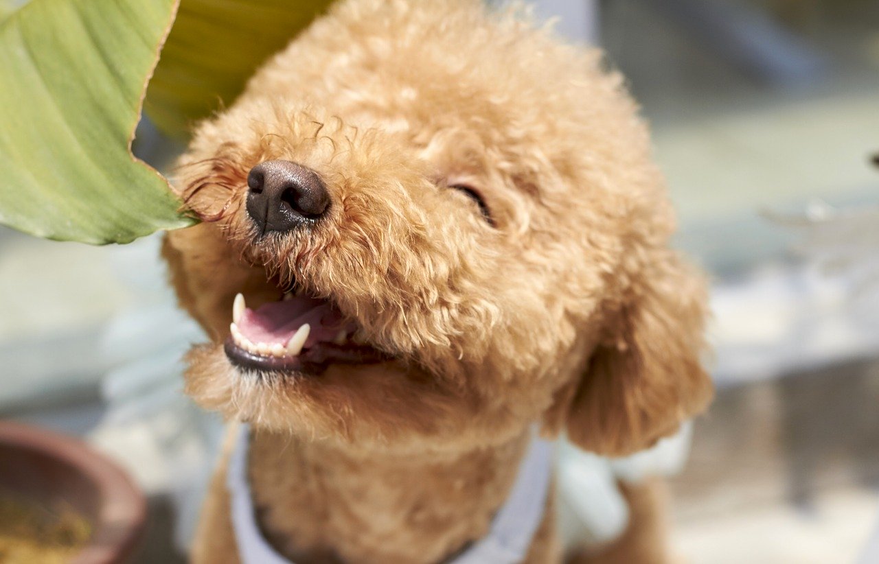 トイプードルってどんな犬種？