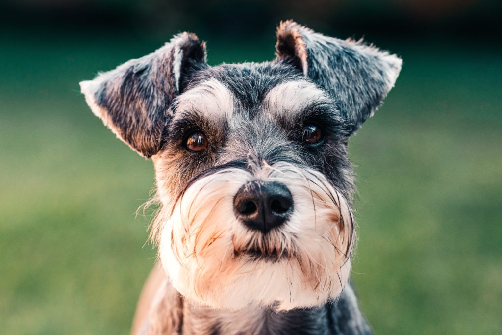 ミニチュアシュナウザーってどんな犬種？