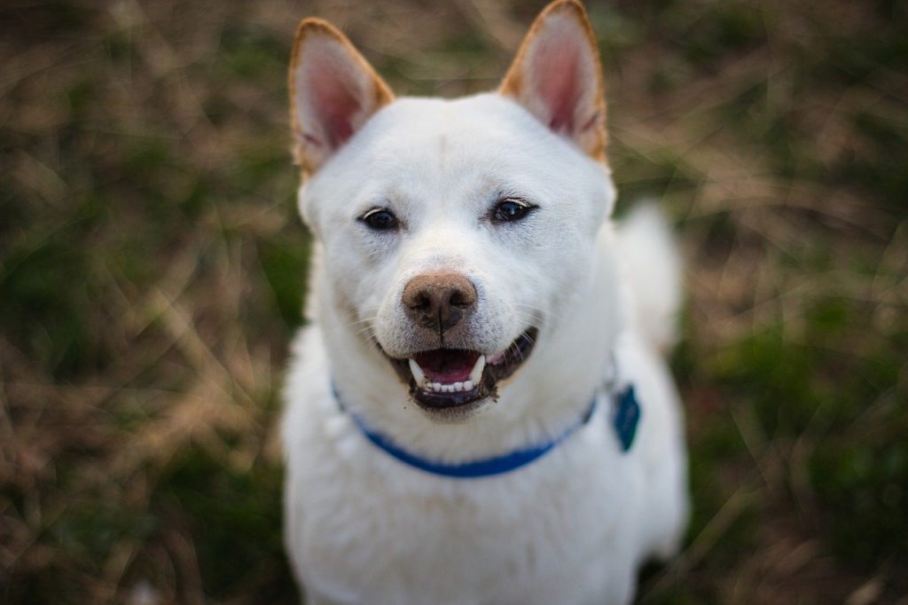 柴犬の特徴は？