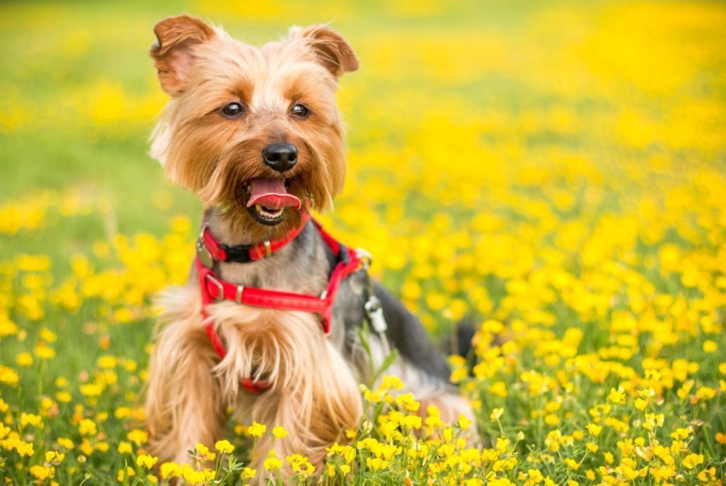 ヨークシャーテリアってどんな犬種？