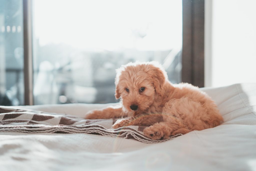 トイプードルの犬アレルギーの原因は？