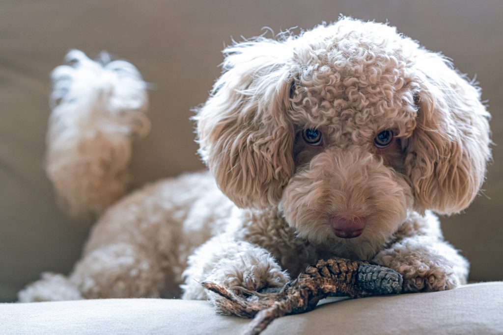 トイプードルの犬アレルギーの対策は？