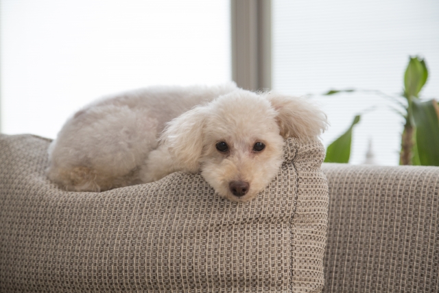 犬を飼う前に不安があるのは当然です！