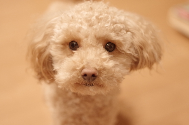 【犬を初めて飼う人必見】子犬を飼う前に必ず確認すべきこと5選まとめ