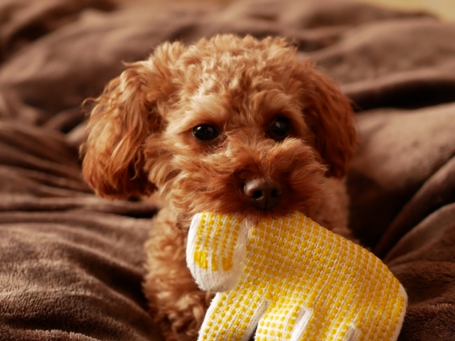 【初心者でもできる】犬を自宅で歯磨きさせる正しい方法