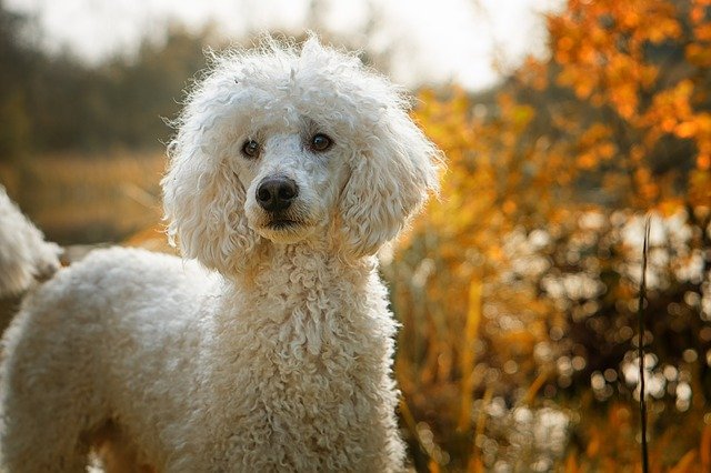 犬が嫌がらない耳掃除のやり方は？頻度やコツ、必要な道具を徹底解説！まとめ