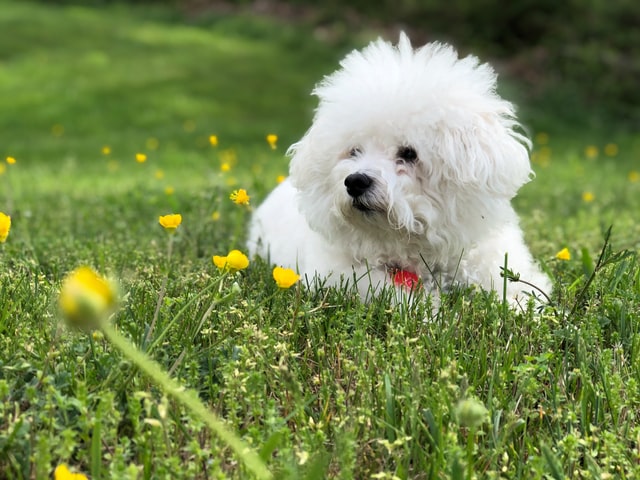 犬用耳掃除グッズの種類