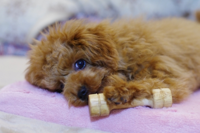 【あとで後悔しない】犬を飼った後に家をボロボロにされないための方法5選まとめ