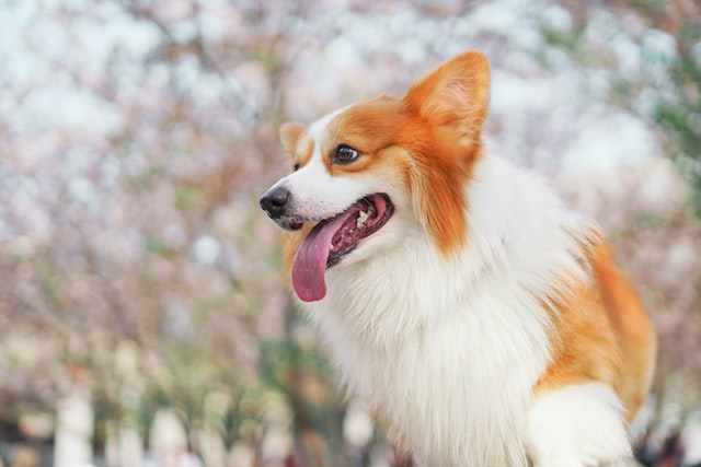 犬の維持費は犬をいつ飼っても同じです