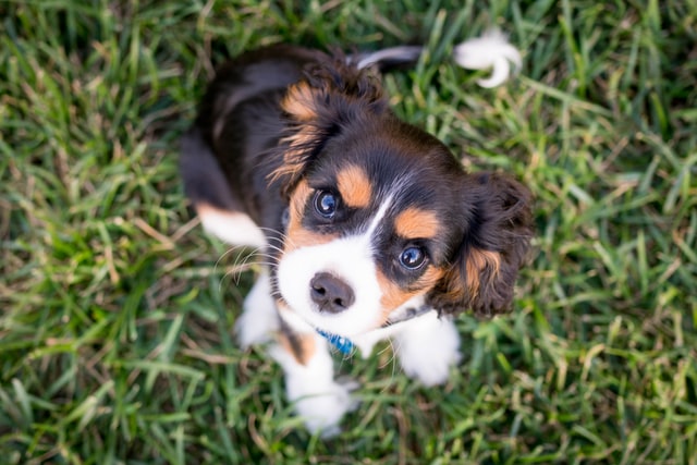 犬を初めて飼う責任感で悩んでいるあなたへ【結論：悩んでも解決しません】まとめ