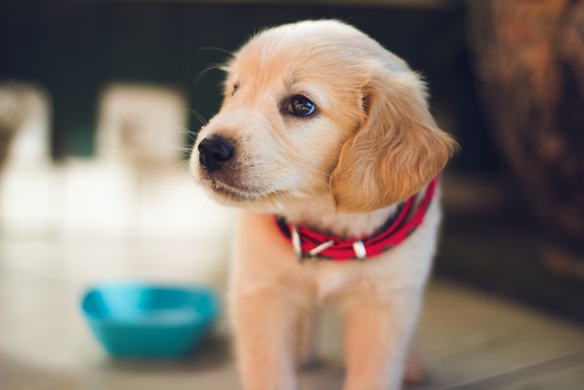 犬を飼うのに必要な用品を確認して！