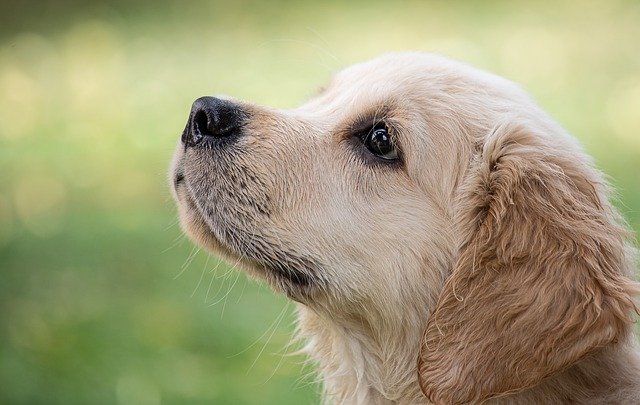 犬を初めて飼う責任感を感じるのは正しいです！