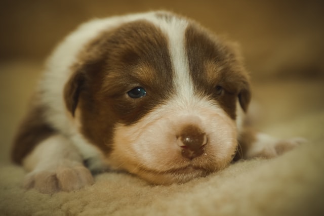 犬の維持費の悩み②：犬の維持費は何がかかるの？