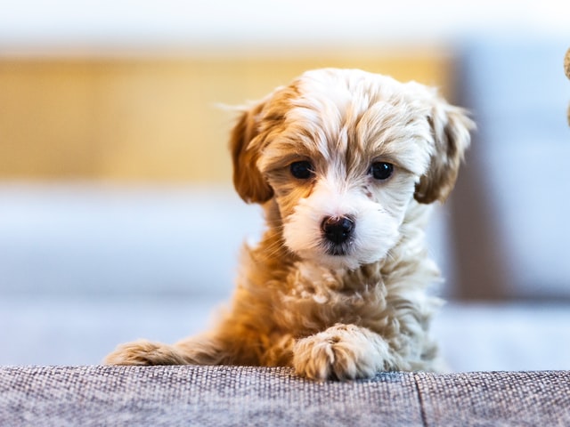 犬を初めて飼う責任感は必ず感じてください！