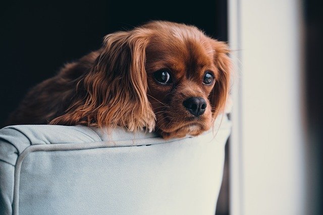 犬を初めて飼う責任感で悩んでいるあなたへ【結論：悩んでも解決しません】