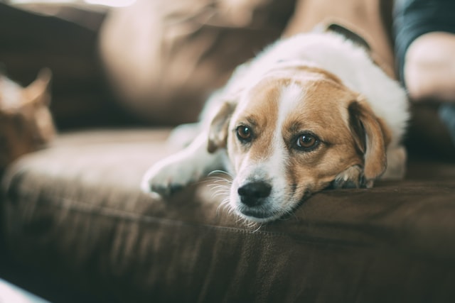 犬の維持費で悩んでいる人以外は見ないでください【節約の裏ワザ教えます】