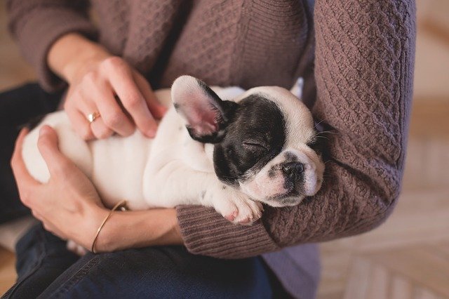 犬のしつけやお世話は誰がするのか確認して！