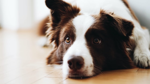 実際に犬の治療費はどれぐらいかかるの？