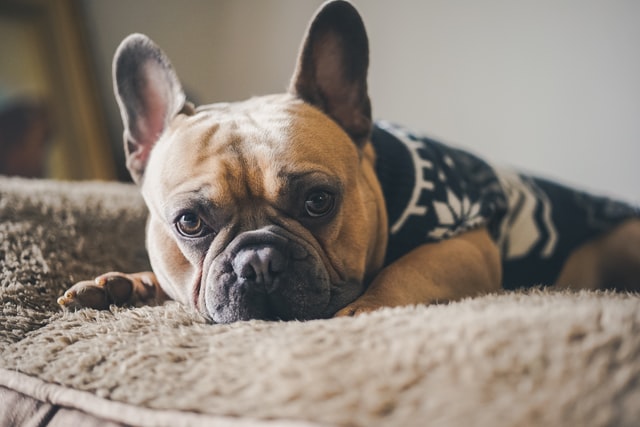 犬に家をボロボロにされるのは飼い主の責任です