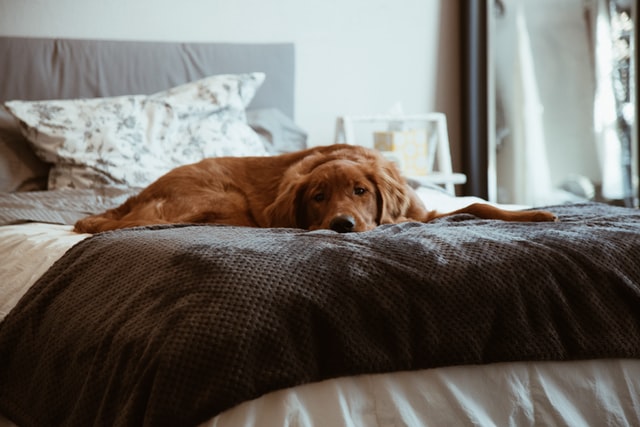 犬の留守番の時間は何時間まで大丈夫？