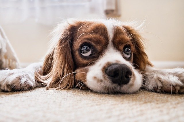 犬の食費は1ヶ月でこんなにかかる！節約方法をペットショップ店長が徹底解説！