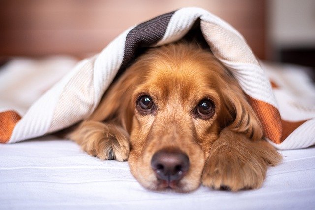 【犬を迎える初日は心配】失敗しない家庭環境の作り方を徹底解説！