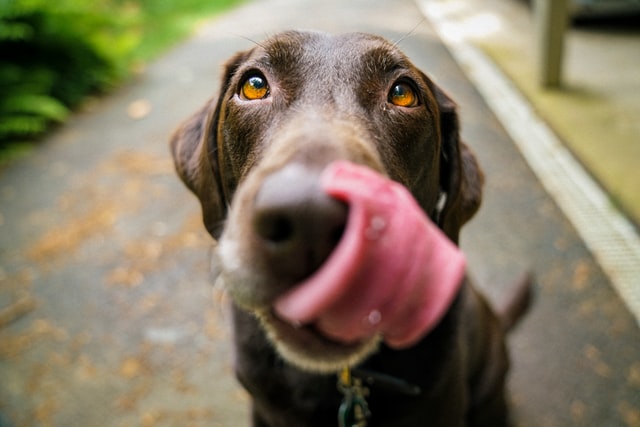 犬の食費は1ヶ月でどれぐらいかかるの？