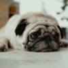 犬の留守番時間は長くても問題ないの？【家を14時間空けても大丈夫です】