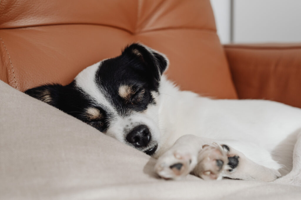 犬に耳掃除は必要なの？タイミングや頻度は？