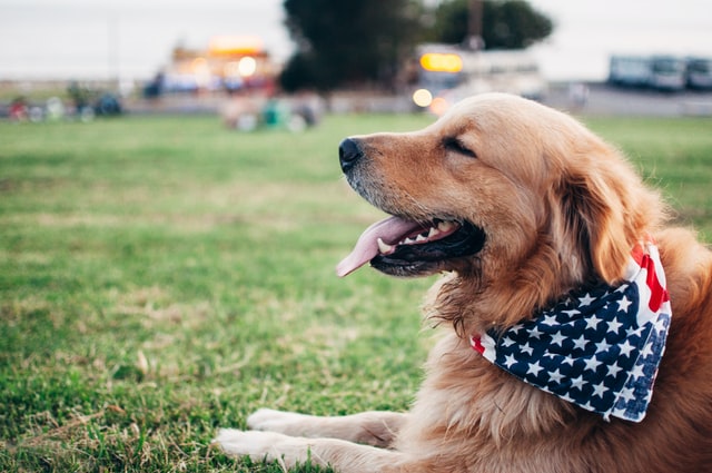 犬の食費を節約する方法3選