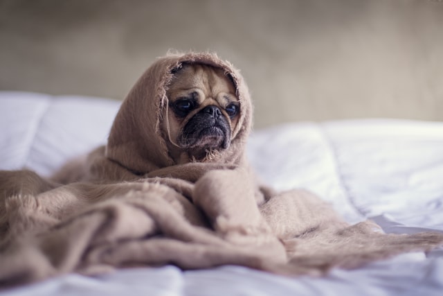 【犬の治療費は高額！】治療費を節約する予防法や対策を徹底解説！