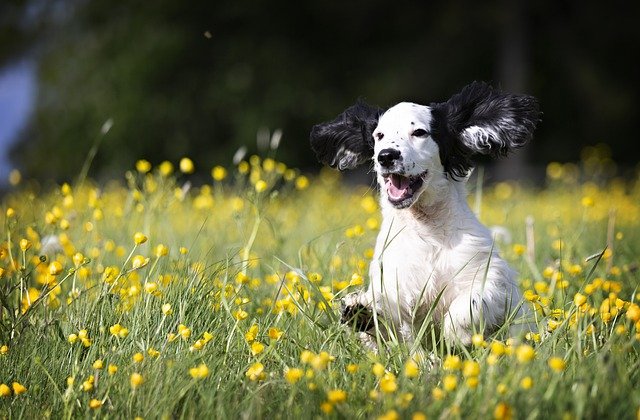 【犬の治療費は高額！】治療費を節約する予防法や対策を徹底解説！まとめ