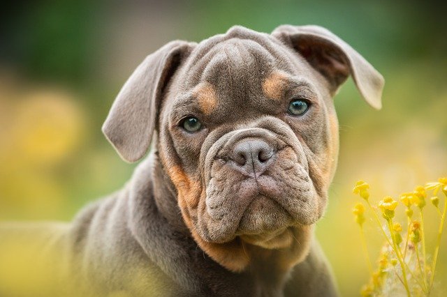 犬の食費は1ヶ月でこんなにかかる！節約方法をペットショップ店長が徹底解説！まとめ