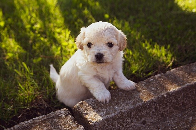 犬用コームブラシが必要な犬種は？