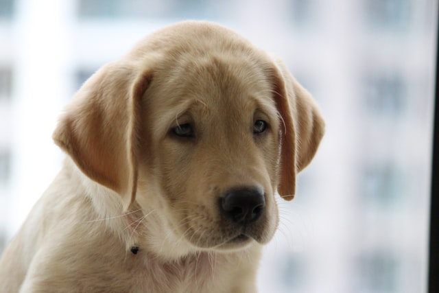 犬の留守番中の不安3選と対策