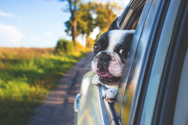 犬を初めて飼うときは絶対に〇〇を考えて！【後悔しないためのポイント３選】：まとめ