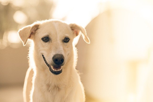 【ペットショップ店長が教える】犬用コームブラシ（くし）おすすめ3選