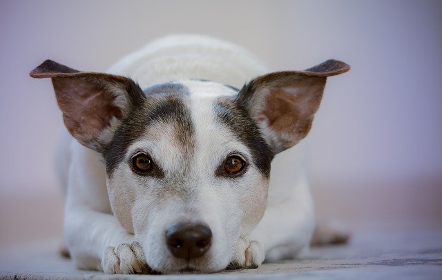 そもそも犬用シャンプーは必要なの？