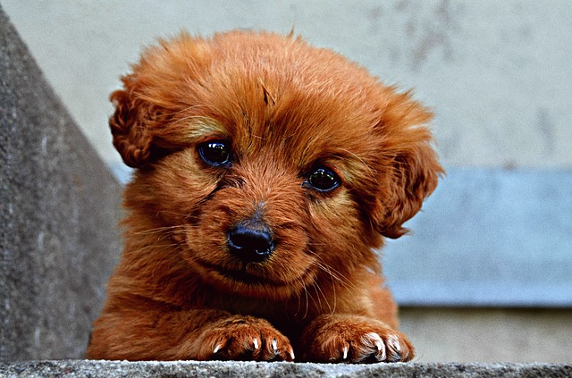 犬用タオルに迷ったらこれを買え！おすすめ4選【ペットショップ店長が教えます】まとめ