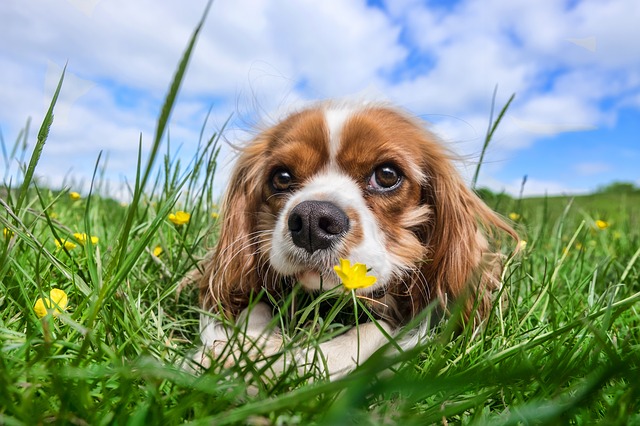 犬用タオルを使うメリット