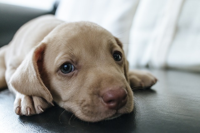 犬用タオルに迷ったらこれを買え！おすすめ4選