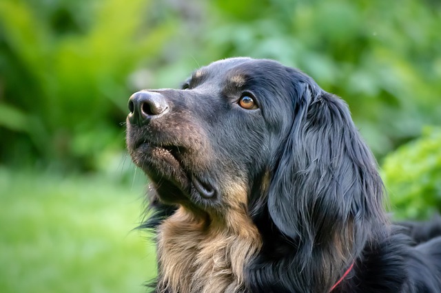 犬の歯磨きは必要？頻度やタイミングは？