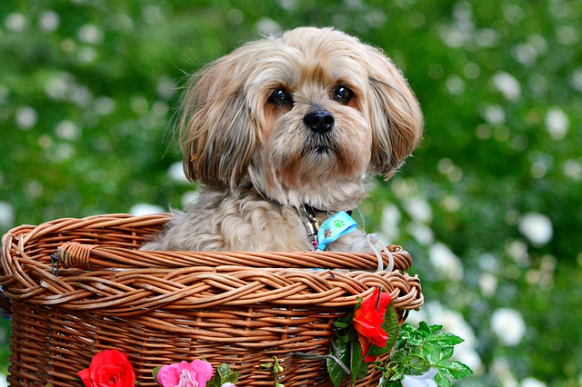 犬用歯磨きグッズはどんな種類があるの？