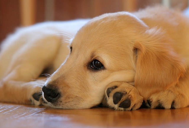 犬を最後まで看取れるか確認して！