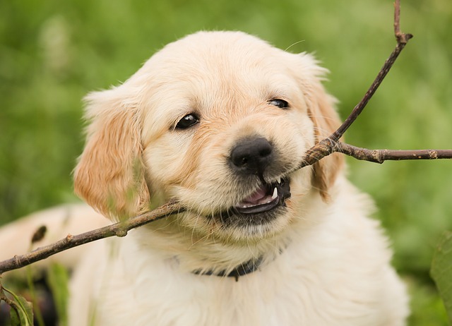 犬用タオルってどんな種類があるの？