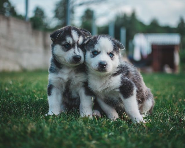 【失敗しない】犬を初めて飼うときに準備しておきたいグッズ11選まとめ